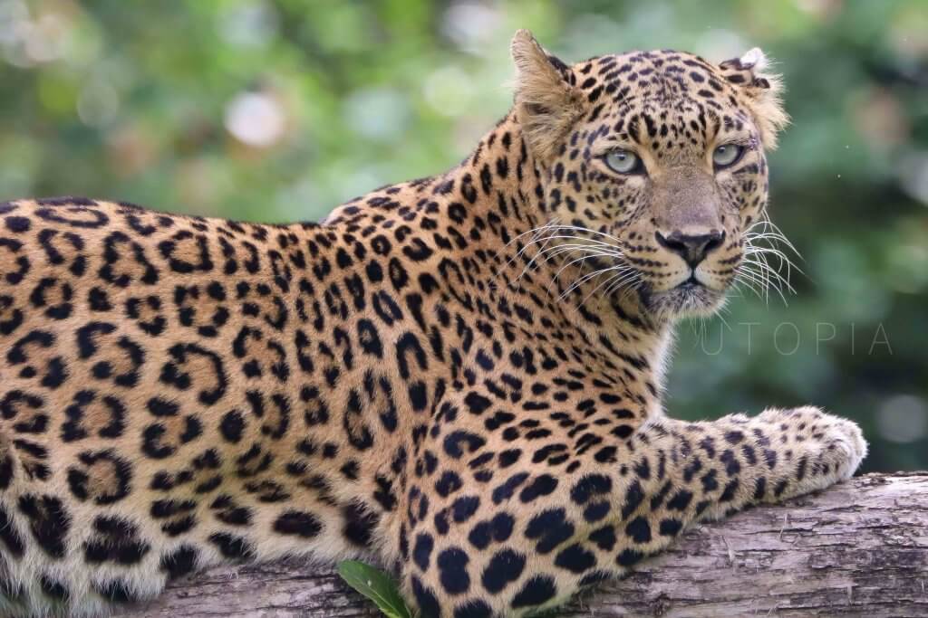 Leopard mypromovideos